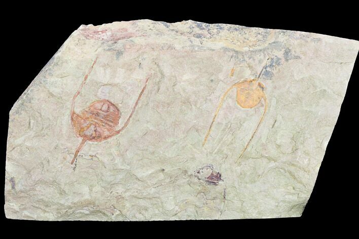 Lonchodomas (Ampyx) Trilobites - Morocco #120748